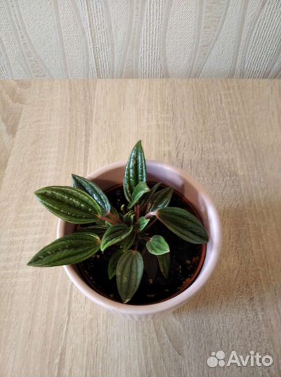 Комнатные растения цветы