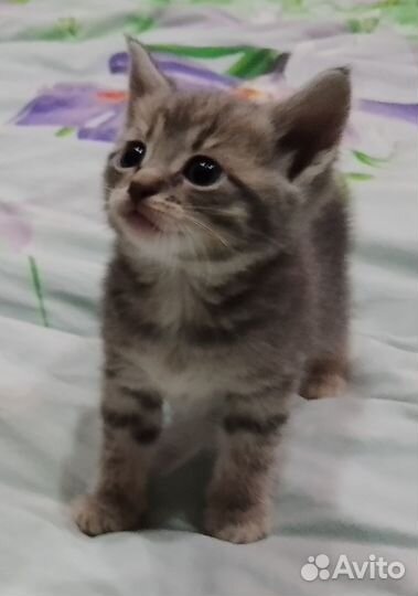 Отдам в добрые руки