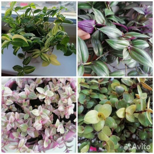 Комнатные цветы
