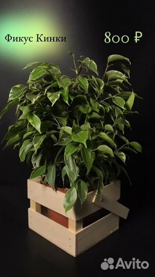 Комнатные растения