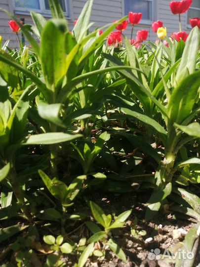 Турецкая гвоздика 4 корня, семена