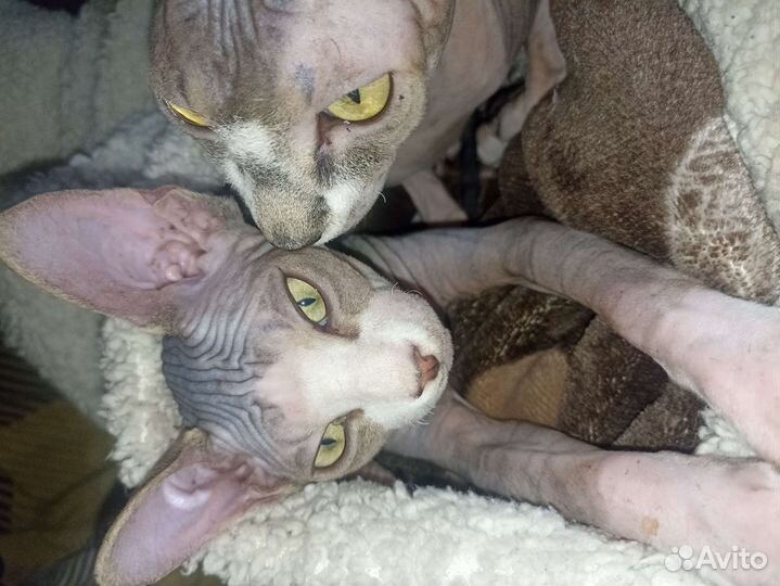 Котята