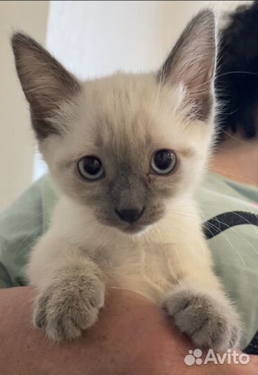 Сиамские котята