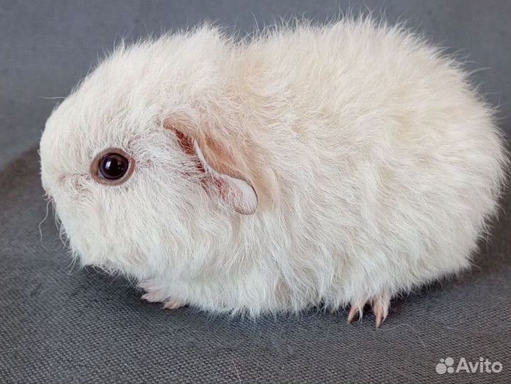 Мс Рекс - Кали