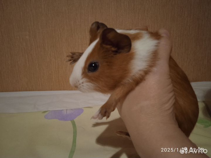 Морская свинка малыш