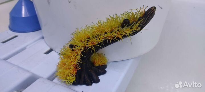 Рыбки, раки, растения