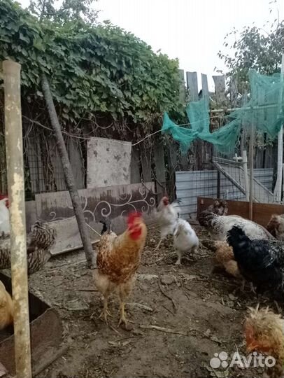 Куры цыплята