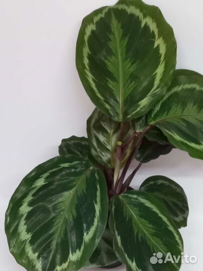 Калатея медальон