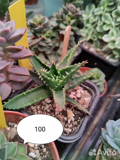 Суккуленты