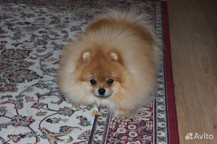 Вязка с инструктором