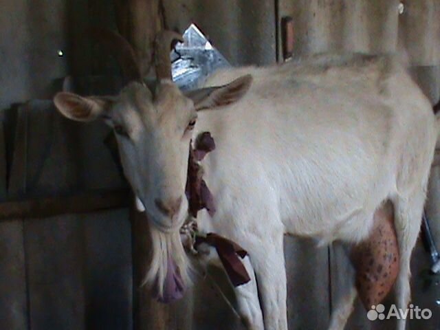 Продам козу