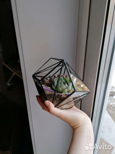 Флорариум северное сияние