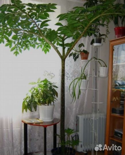 Цветок Аморфофаллус