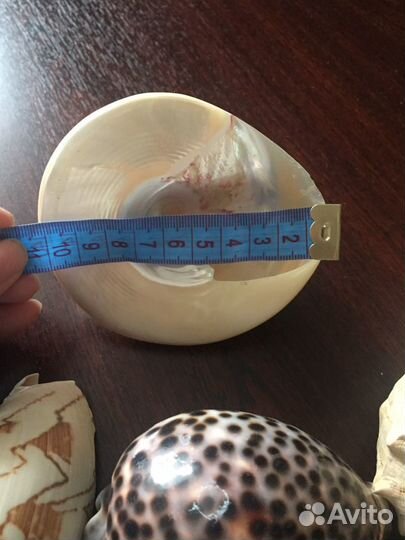 Морские ракушки