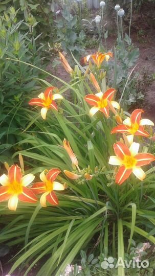 Лилейники сортовые