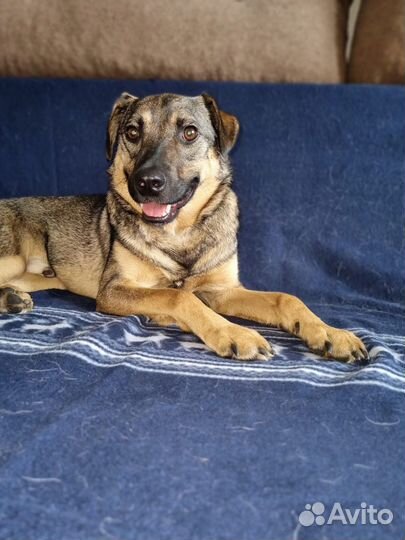 Собака в добрые руки