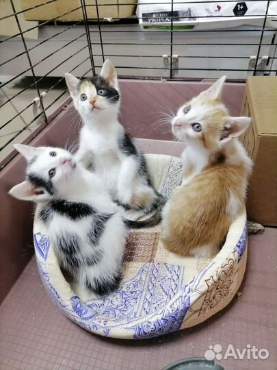 Котята в самые надежные и ответственные руки