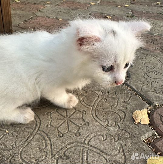 Белый котенок