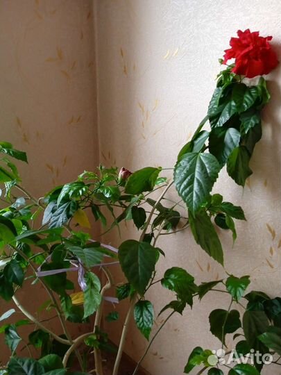 Гибискус китайская роза