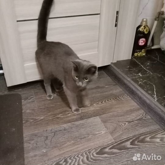 Отдам кота в добрые руки