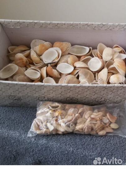Морские ракушки раковины