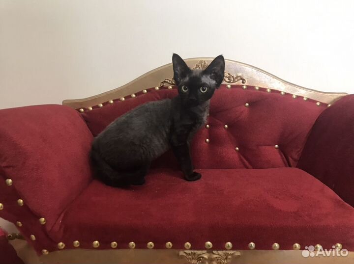 Девон рекс черная Багира