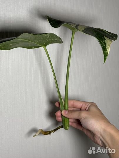 Монстера тайское созвездие