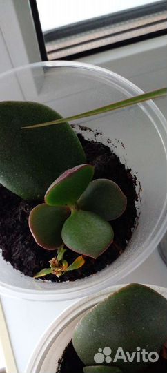 Толстянка крассула