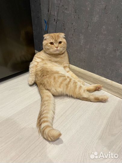 Британский кот вязка