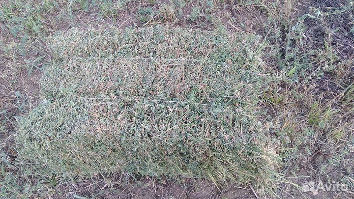 Люцерна в тюках