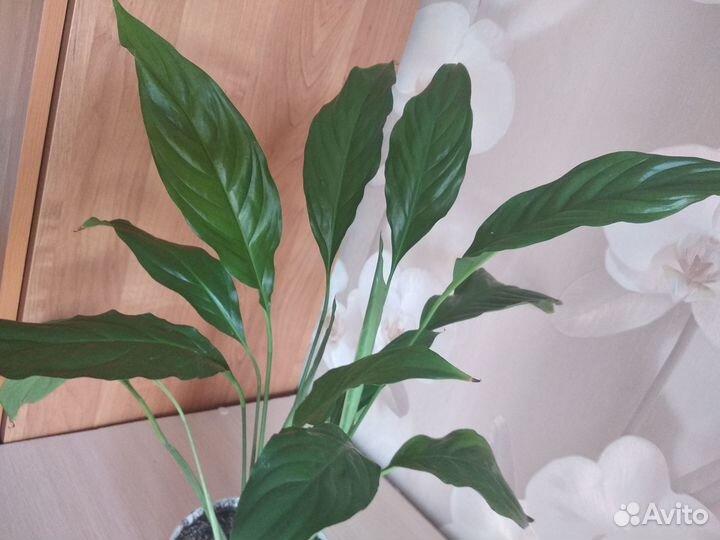 Комнатные растения цветы