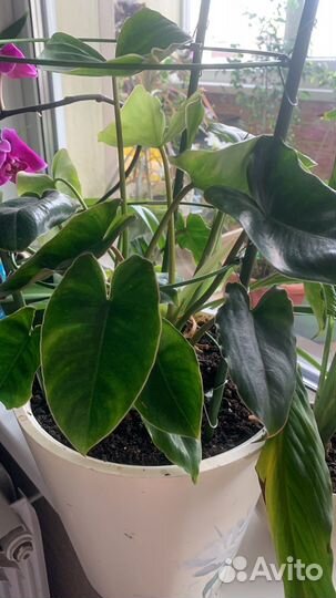 Сингониум и пеперомия