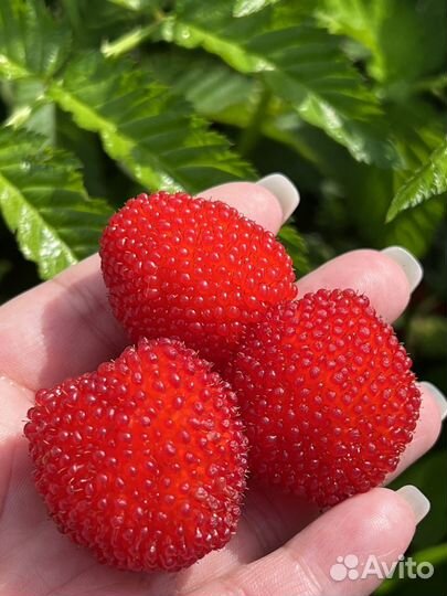 Тибетская малина саженцы