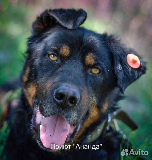 Гром- крупный не агрессивный пес