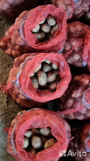 Продам картофель