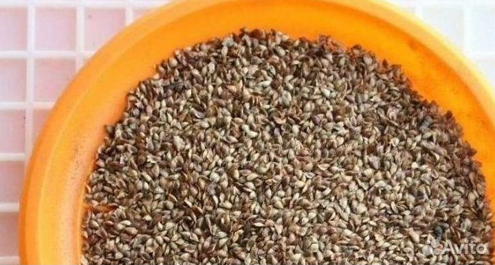 Семена ели от производителя