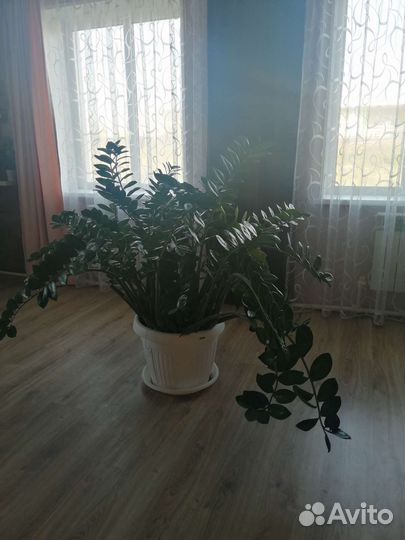 Замиокулькас