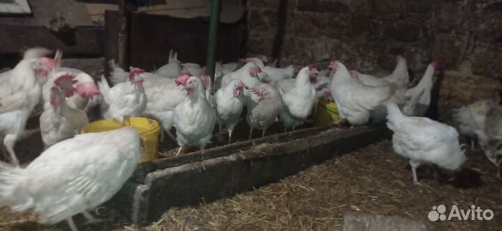Куры несушки красные очень хорошие
