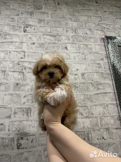 Мальтипу f1 mini