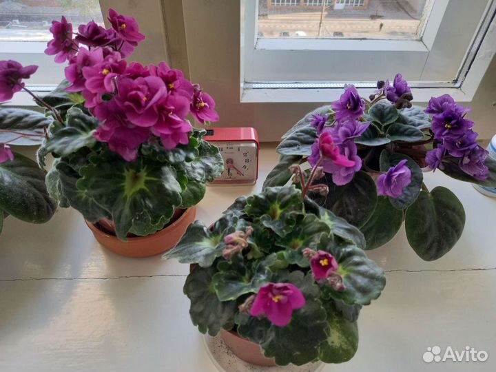 Сортовые фиалки