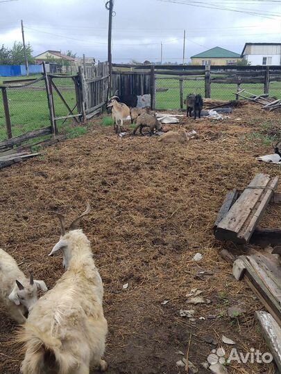 Продаются козы с козлятами