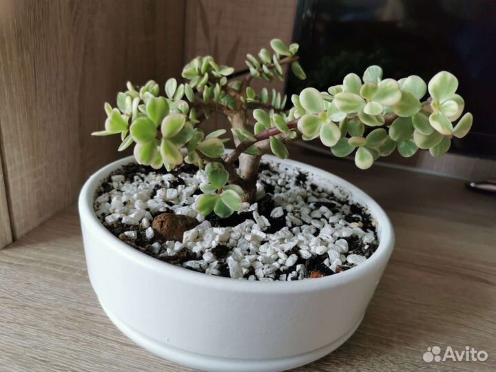 Бонсай из портулакарии