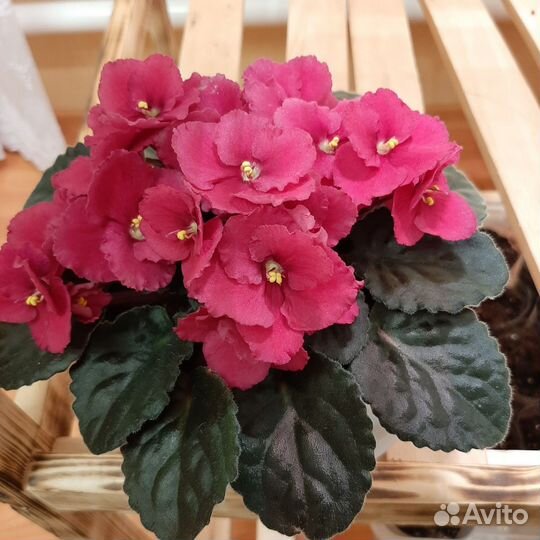 Цветущие фиалки. Сенполия Гетца