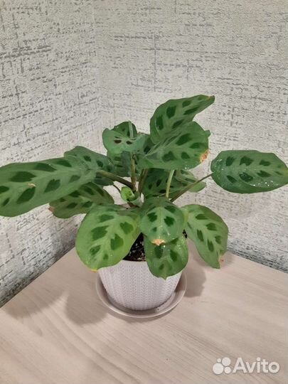 Маранта керховена