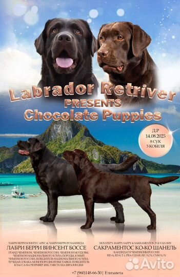 Щенки лабрадора РКФ