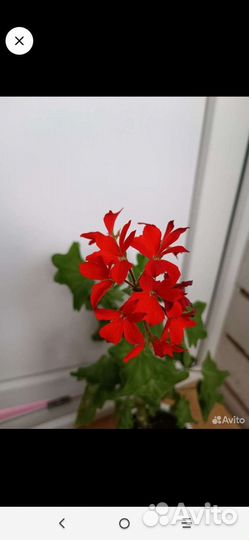 Редкий сорт герань