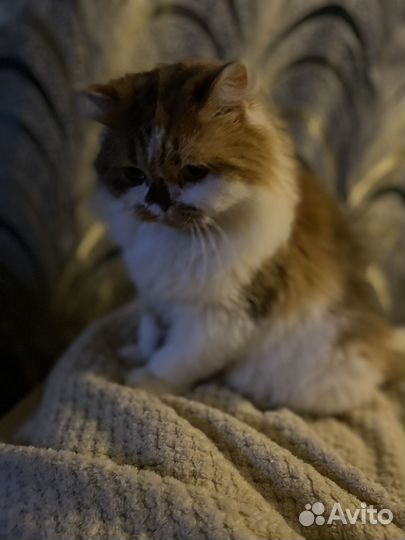 Персидская кошка