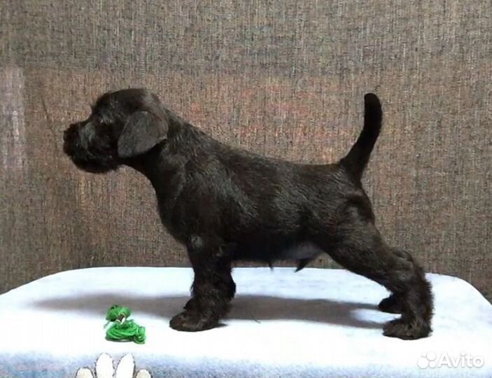 Цвергшнауцер