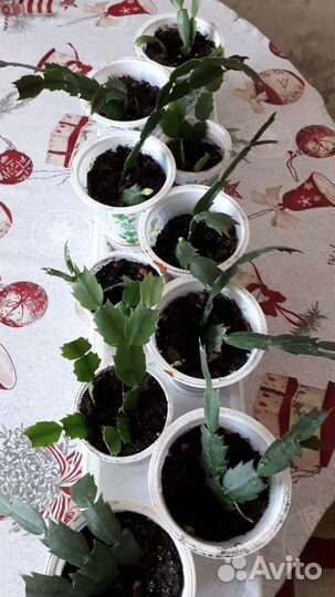 Декабрист белый, красный,розовый,оранжевый