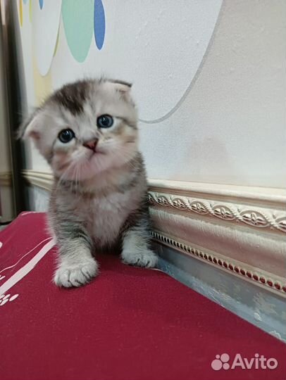 Шотландские котята